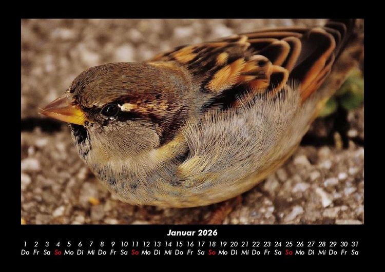 Produktbild: Vogelparadies 2026 Fotokalender DIN A3