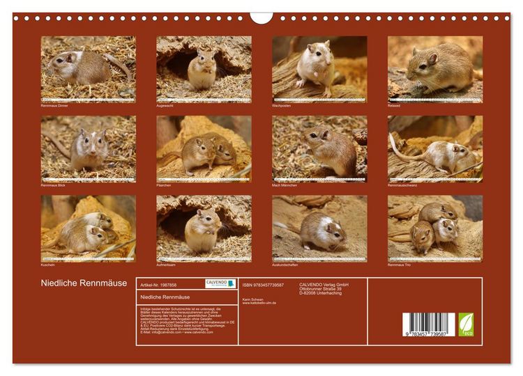 Produktbild: Niedliche Rennm&auml;use (Wandkalender 2026 DIN A3 quer), CALVENDO Monatskalender