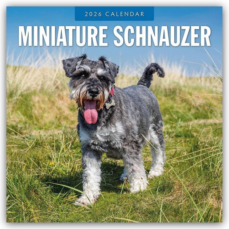 Produktbild: Miniature Schnauzer – Zwergschnauzer 2026 – 16-Monatskalender