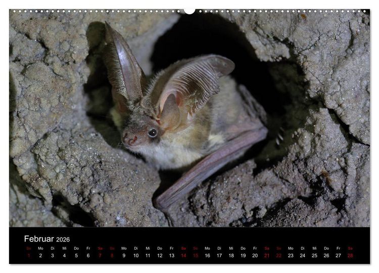 Produktbild: Flederm&auml;use - J&auml;ger der Nacht (hochwertiger Premium Wandkalender 2026 DIN A2 quer), Kunstdruck in Hochglanz
