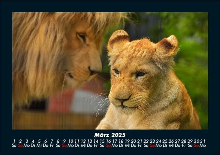 Produktbild: L&ouml;wen in der Wildnis 2025 Fotokalender DIN A5