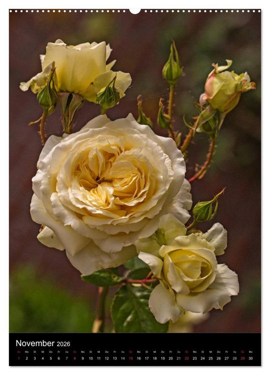 Produktbild: Zauberhafte Rosen (hochwertiger Premium Wandkalender 2026 DIN A2 hoch), Kunstdruck in Hochglanz
