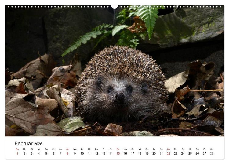Produktbild: Heimische Tierwelt (Wandkalender 2026 DIN A2 quer), CALVENDO Monatskalender