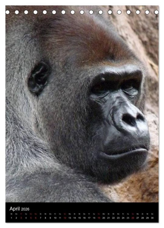 Produktbild: Gorillas (Tischkalender 2026 DIN A5 hoch), CALVENDO Monatskalender