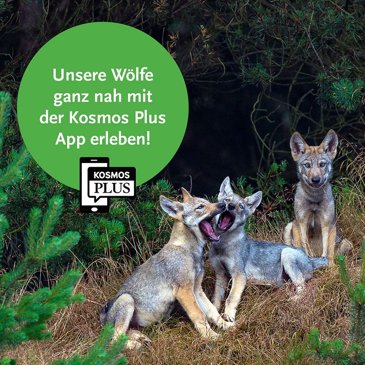 Produktbild: W&ouml;lfe