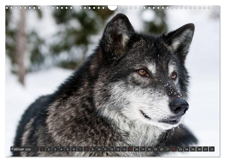 Produktbild: W&ouml;lfe. Graue Eminenzen (Wandkalender 2026 DIN A3 quer), CALVENDO Monatskalender