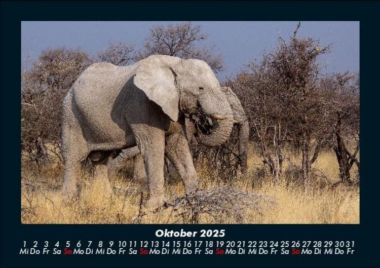 Produktbild: Der Elefantenkalender 2025 Fotokalender DIN A5