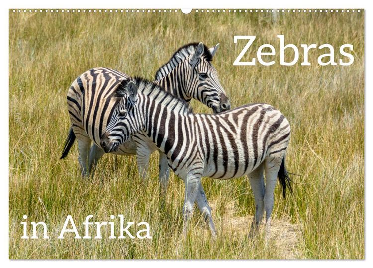Produktbild: Zebras in Afrika (Wandkalender 2026 DIN A2 quer), CALVENDO Monatskalender