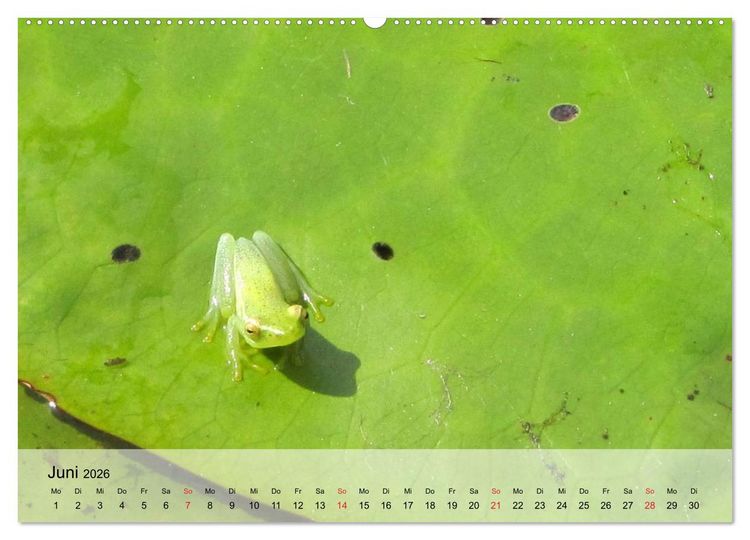 Produktbild: Frosch m&uuml;sste man sein! (Wandkalender 2026 DIN A2 quer), CALVENDO Monatskalender
