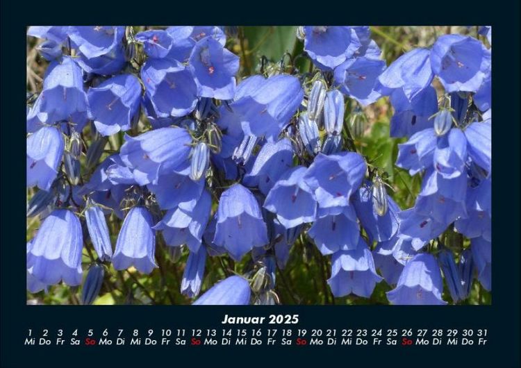 Produktbild: Blumenkalender 2025 Fotokalender DIN A4