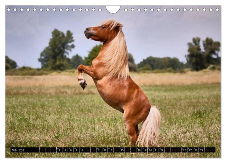 Produktbild: Shetlandpony Kalender (Wandkalender 2026 DIN A4 quer), CALVENDO Monatskalender