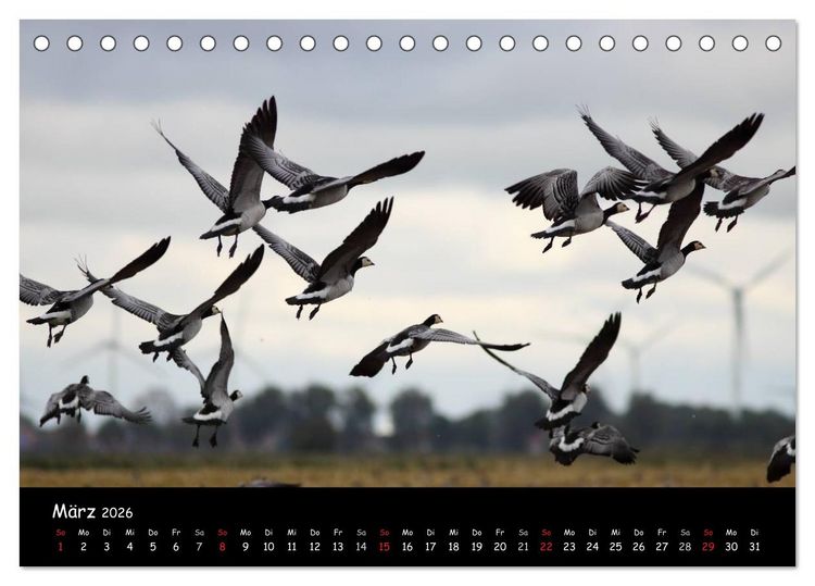 Produktbild: Schrei der Wildg&auml;nse (Tischkalender 2026 DIN A5 quer), CALVENDO Monatskalender