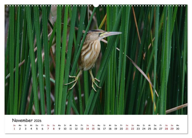 Produktbild: Tierkinder in freier Wildbahn (Wandkalender 2026 DIN A2 quer), CALVENDO Monatskalender