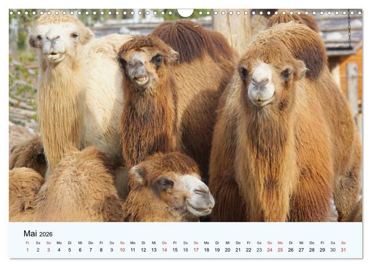 Produktbild: Die Kameliden. H&uuml;bsche Kamele, Lamas und Alpakas (Wandkalender 2026 DIN A3 quer), CALVENDO Monatskalender