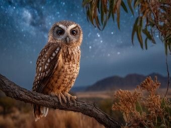 Produktbild: CALVENDO Puzzle Eule unter dem Sternenhimmel | 1000 Teile Lege-Gr&ouml;&szlig;e 64x48cm Foto-Puzzle f&uuml;r gl&uuml;ckliche Stunden