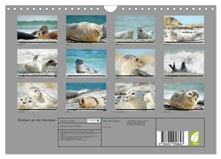 Produktbild: Robben an der Nordsee (Wandkalender 2026 DIN A4 quer), CALVENDO Monatskalender