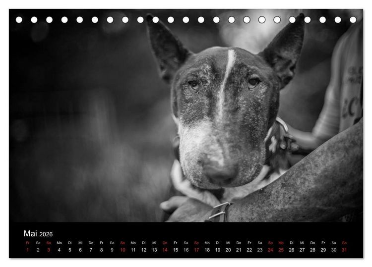 Produktbild: Bullterrier (Tischkalender 2026 DIN A5 quer), CALVENDO Monatskalender