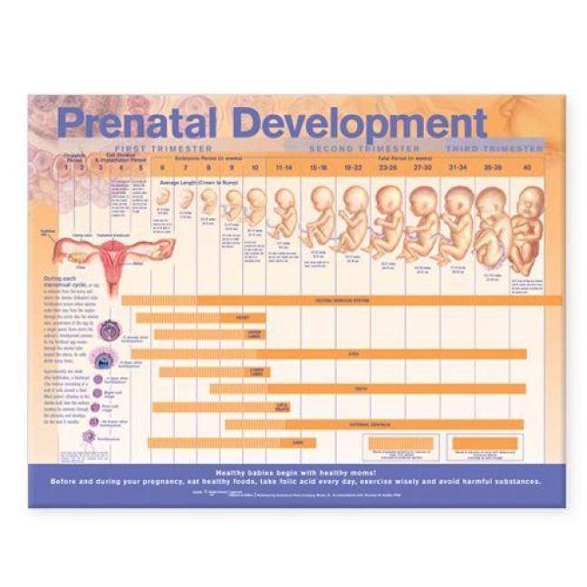 Produktbild: Fetal Development Chart Paper