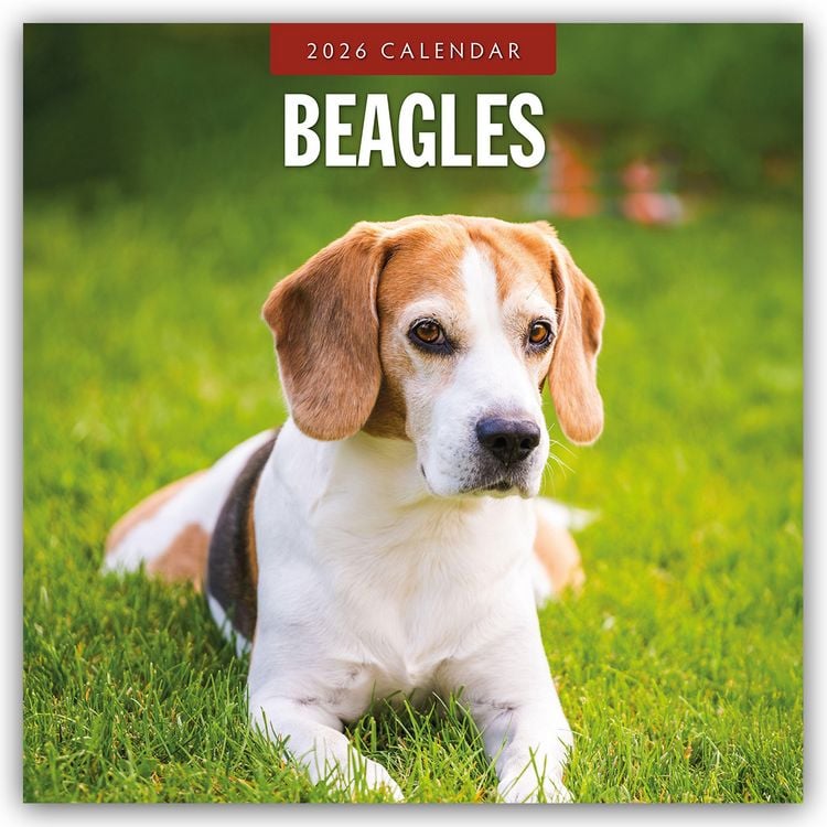 Produktbild: Beagles – Beagle 2026 – 16-Monatskalender
