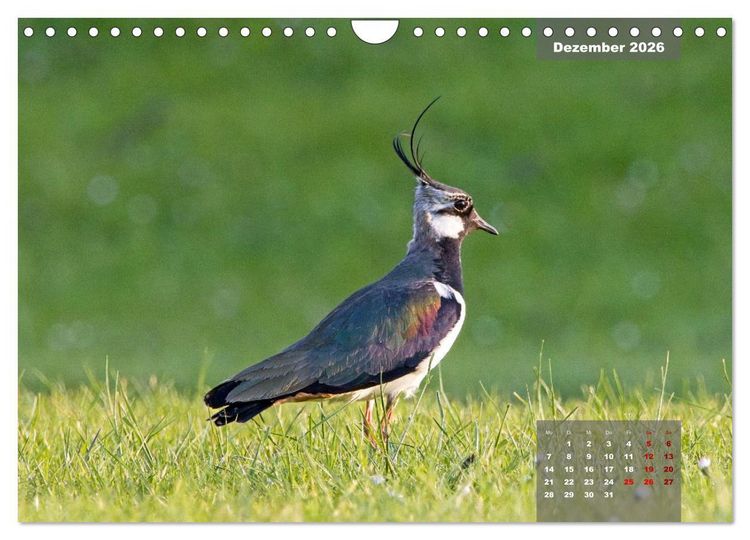 Produktbild: Naturparadies Nordstrand und Beltringharder Koog (Wandkalender 2026 DIN A4 quer), CALVENDO Monatskalender
