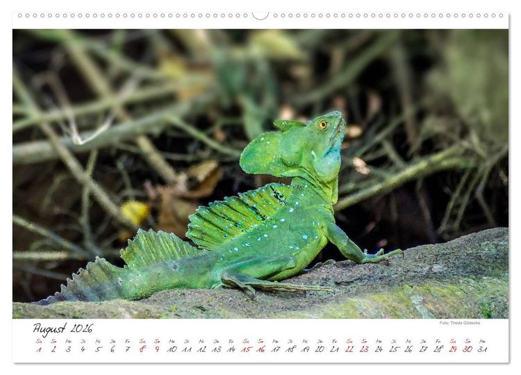 Produktbild: Natur pur, Costa Rica (hochwertiger Premium Wandkalender 2026 DIN A2 quer), Kunstdruck in Hochglanz