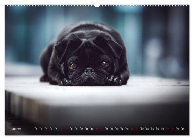 Produktbild: Diesels Welt (Wandkalender 2026 DIN A2 quer), CALVENDO Monatskalender