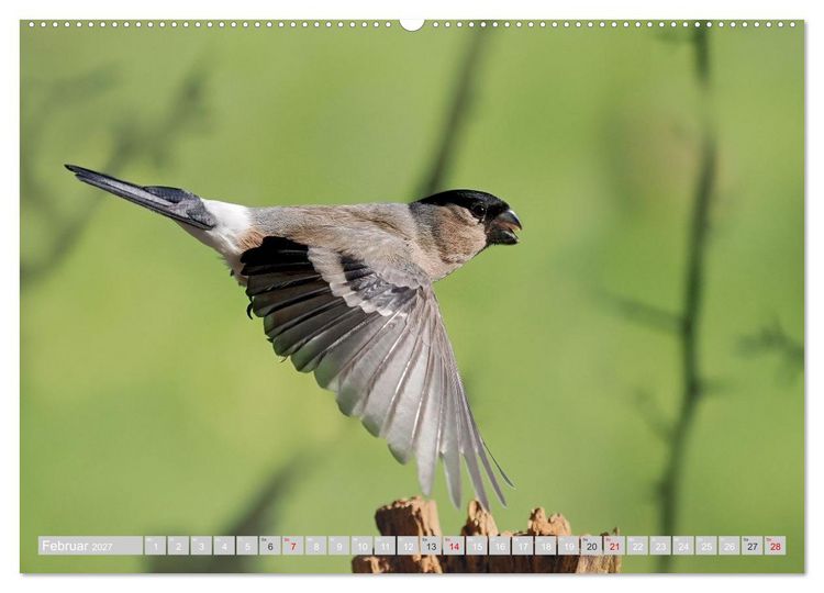Produktbild: Flugk&uuml;nstler in luftiger H&ouml;he - Heimische Singv&ouml;gel im Flug (Wandkalender 2027 DIN A2 quer), CALVENDO Monatskalender