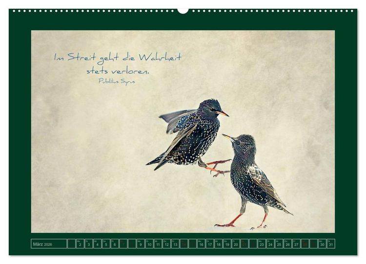 Produktbild: Stare und Weisheiten (Wandkalender 2026 DIN A2 quer), CALVENDO Monatskalender
