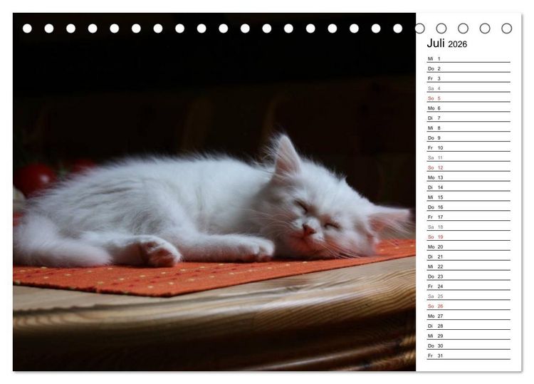 Produktbild: Aus der Kinderstube der Perserkatze (Tischkalender 2026 DIN A5 quer), CALVENDO Monatskalender