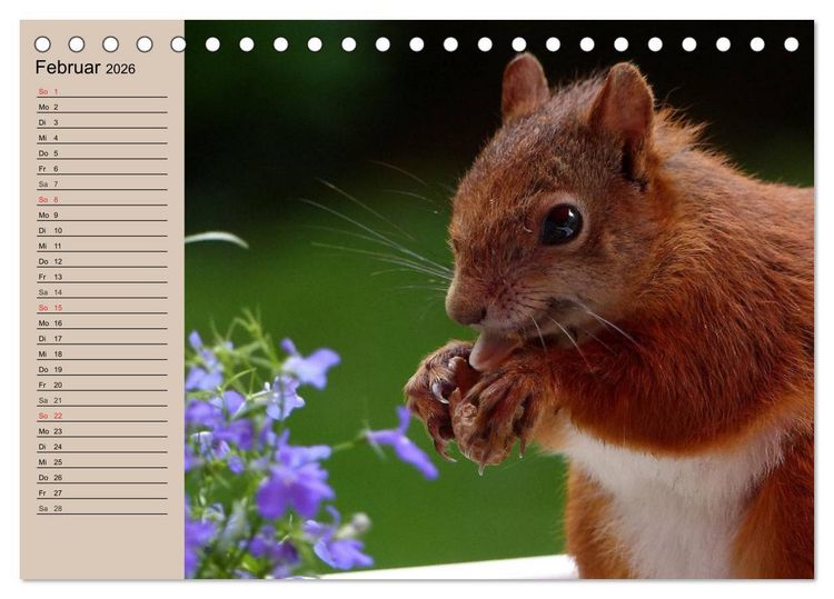 Produktbild: Eichh&ouml;rnchen. Wo sind blo&szlig; die N&uuml;sse? (Tischkalender 2026 DIN A5 quer), CALVENDO Monatskalender