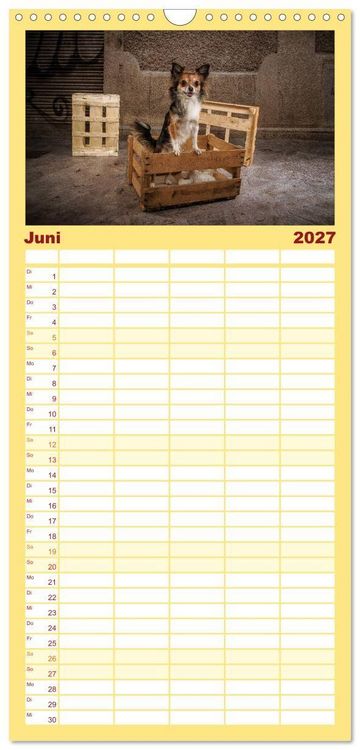 Produktbild: Familienplaner 2027 - Chihuahuas - Cool and Cute mit 5 Spalten (Wandkalender, 21 x 45 cm) CALVENDO