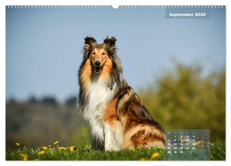 Produktbild: Collies? Was sonst! (Wandkalender 2026 DIN A2 quer), CALVENDO Monatskalender