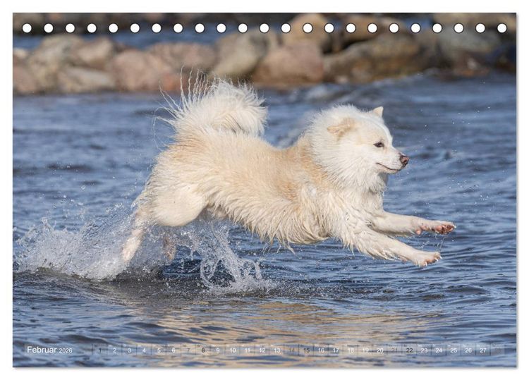 Produktbild: Mit Hunden an den Str&auml;nden von Nord- und Ostsee (Tischkalender 2026 DIN A5 quer), CALVENDO Monatskalender