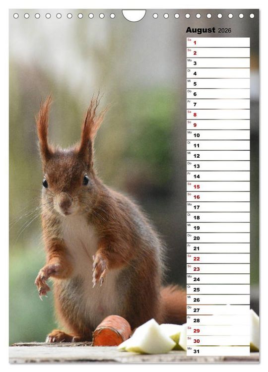 Produktbild: Eichh&ouml;rnchen - kleine Tiere, gro&szlig;e Liebe (Wandkalender 2026 DIN A4 hoch), CALVENDO Monatskalender