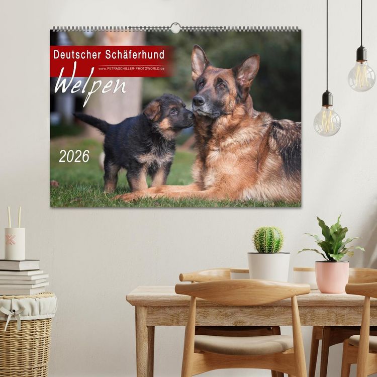 Produktbild: Deutscher Sch&auml;ferhund - Welpen / CH-Version (Wandkalender 2026 DIN A2 quer), CALVENDO Monatskalender