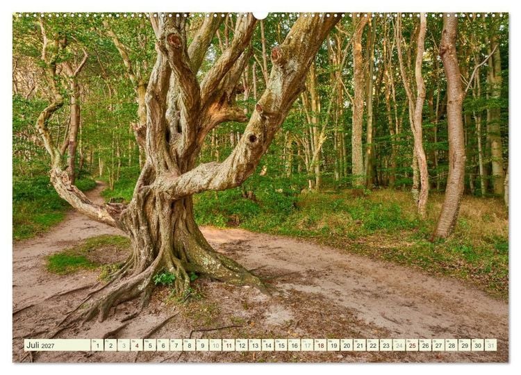Produktbild: R&uuml;gen - Jasmund Nationalpark (Wandkalender 2027 DIN A2 quer), CALVENDO Monatskalender