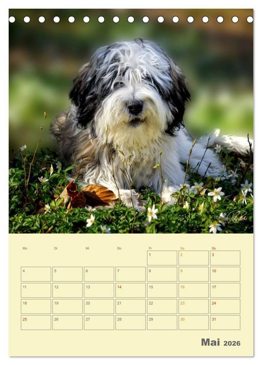 Produktbild: PON-Welpen - jeder Tag ein gro&szlig;es Abenteuer / Planer (Tischkalender 2026 DIN A5 hoch), CALVENDO Monatskalender