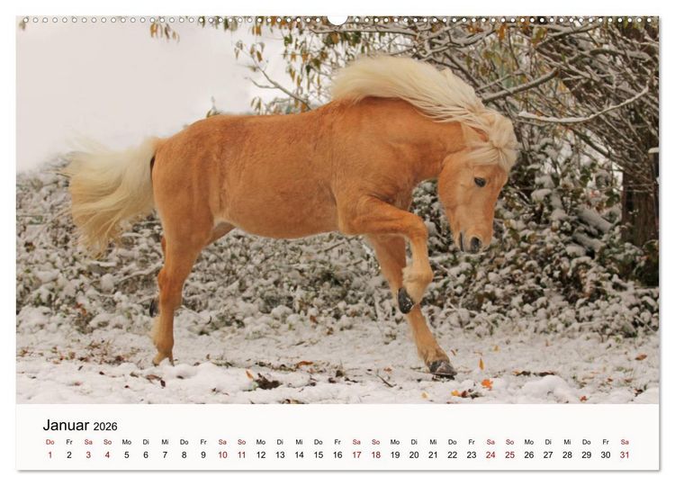 Produktbild: Isl&auml;nder - icelandic horses (Wandkalender 2026 DIN A2 quer), CALVENDO Monatskalender