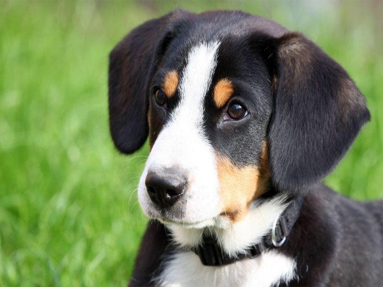 Produktbild: CALVENDO Puzzle Entlebucher Sennenhund Welpe | 1000 Teile Lege-Gr&ouml;&szlig;e 64x48cm Foto-Puzzle f&uuml;r gl&uuml;ckliche Stunden