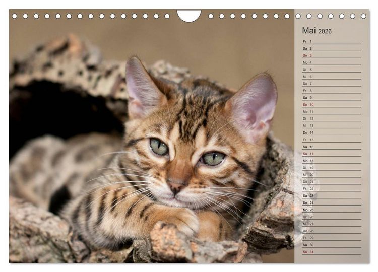 Produktbild: Die Bengalkatze. Edition Jungtiere (Wandkalender 2026 DIN A4 quer), CALVENDO Monatskalender