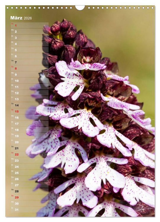 Produktbild: Auf der Suche nach Orchideen in Deutschland (Wandkalender 2026 DIN A3 hoch), CALVENDO Monatskalender