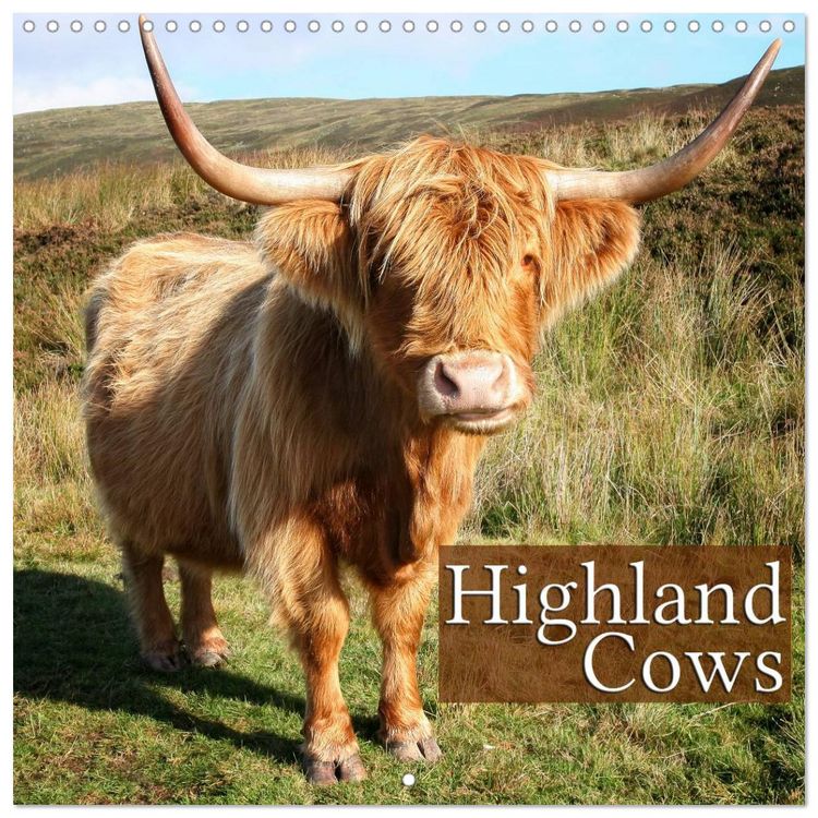 Produktbild: Highland Cows (Wall Calendar 2026 12 &times; 12 Inch) CALVENDO 12 Month Wall Calendar