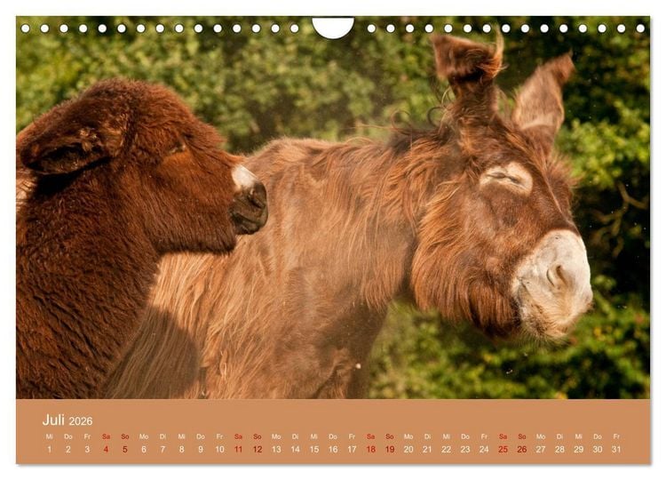 Produktbild: Baudet de Poitou - Seltene franz&ouml;sische Langohren (Wandkalender 2026 DIN A4 quer), CALVENDO Monatskalender