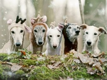 Produktbild: CALVENDO Puzzle Fr&ouml;hliche Weihnachten w&uuml;nscht die ganze Bande | 1000 Teile Lege-Gr&ouml;&szlig;e 64 &times; 48 cm Foto-Puzzle f&uuml;r gl&uuml;ckliche Stunden
