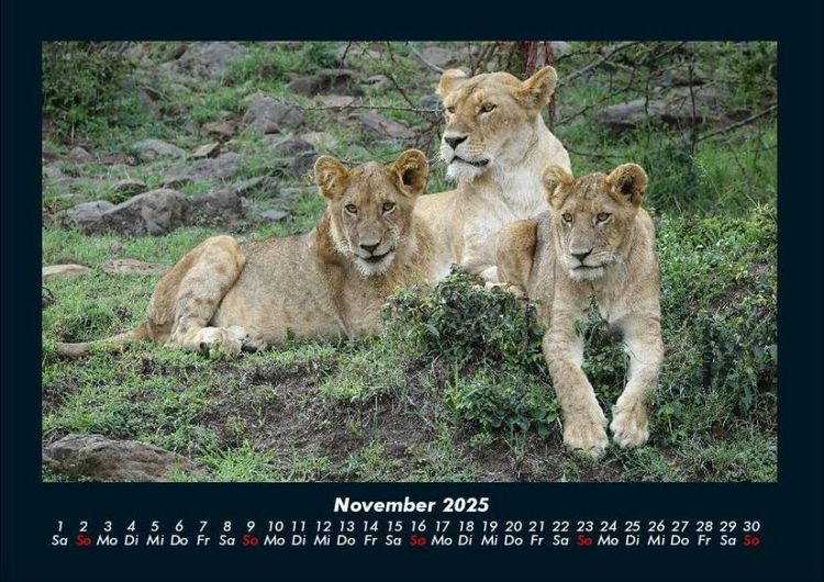 Produktbild: L&ouml;wen in der Wildnis 2025 Fotokalender DIN A4