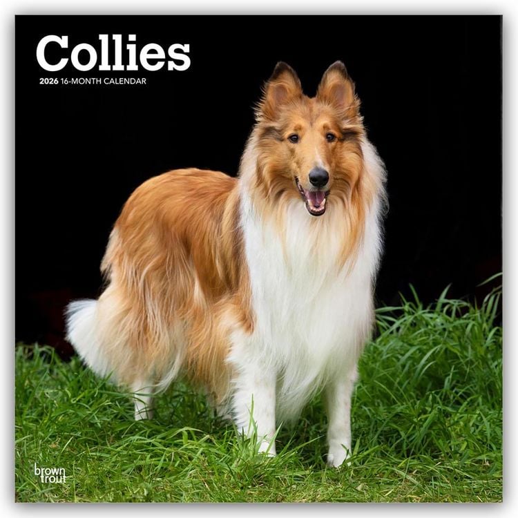 Produktbild: Collies – Langhaarcollie 2026 – 16-Monatskalender