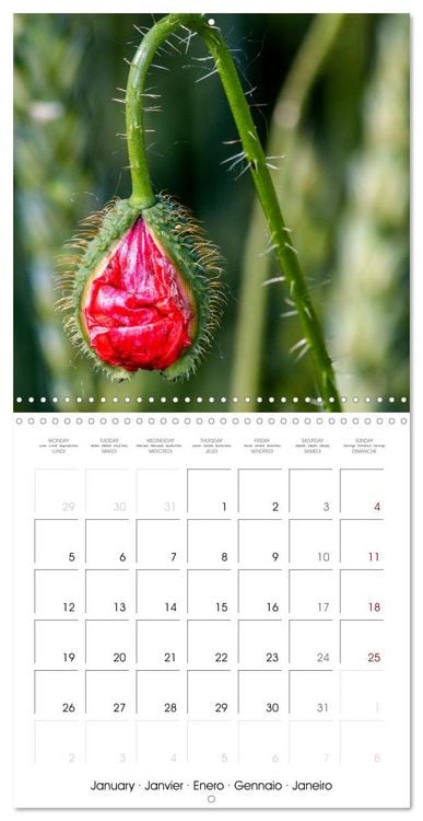 Produktbild: Harmonie Florale Des Pr&eacute;s aux Villes (Calendrier mural carr&eacute; 2026 30x30 cm) Calendrier double avec une page pour vos prises de notes