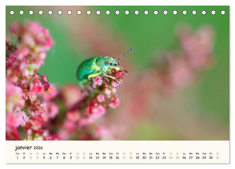 Produktbild: Nos amis les insectes (Calendrier de bureau 2026 DIN A5 vertical), CALVENDO calendrier mensuel