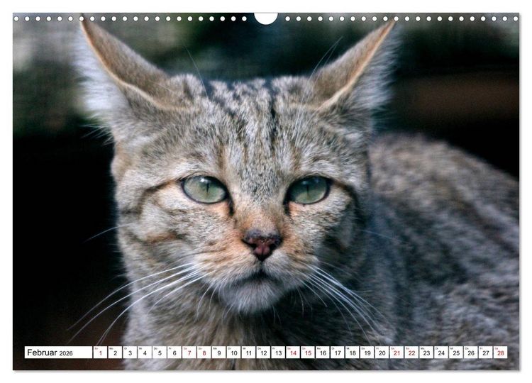 Produktbild: Wildkatzen - Die lautlosen J&auml;ger des Waldes (Wandkalender 2026 DIN A3 quer), CALVENDO Monatskalender