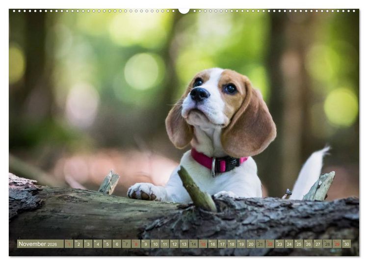 Produktbild: Beaglebabys auf Entdeckungstour (hochwertiger Premium Wandkalender 2026 DIN A2 quer), Kunstdruck in Hochglanz